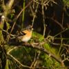 Brambling